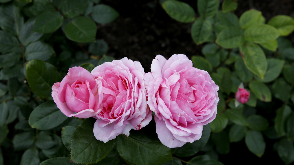 Ta reda på hur du bör beskära rosor för stora och vackra blommor. 